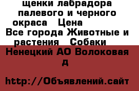 щенки лабрадора палевого и черного окраса › Цена ­ 30 000 - Все города Животные и растения » Собаки   . Ненецкий АО,Волоковая д.